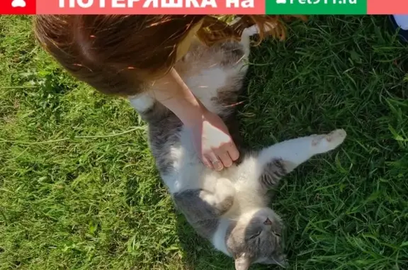 Пропала кошка в Окулово, вознаграждение 30 000