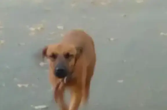 Найдена рыжая собака в Москве, контакт Светлана
