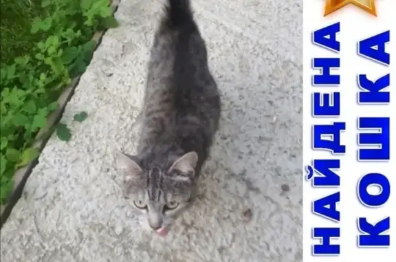 Найдена кошка на улице Советская, дом 179.