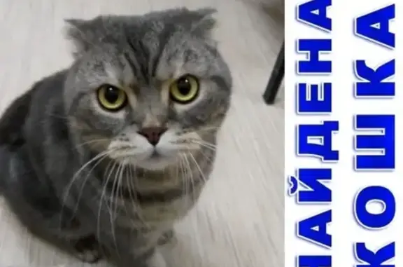 Найден котик в районе Ботаника-Пер, Екатеринбург