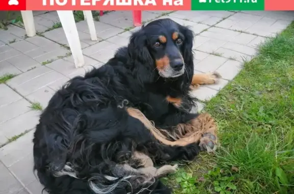 Найден пёс в СНТ Сокольники, Жуковский район, Калужская область.