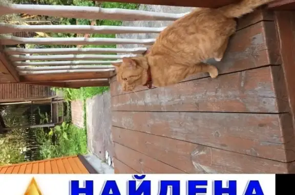 Потерян рыжий кот в Семхозе, Московская обл.
