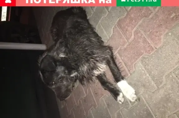 Найдена собака в Химках, ул. Ватутина, 4к1