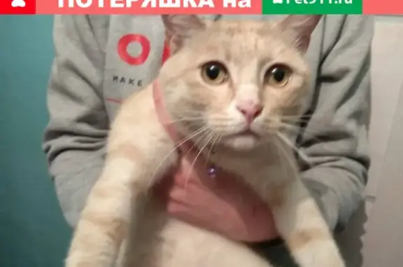 Найден персиковый кот с ошейником в Омске