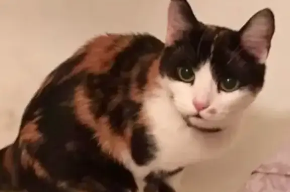 Кошки потеряшки, Москва, фото: Потеряшка кошка на Вавилова 84 к 4, вознаграждение