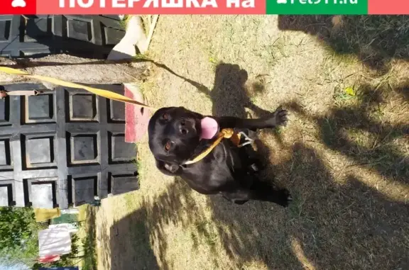 Найдена посулушная собака в Коктебеле