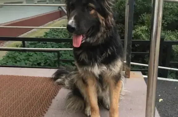 Собака найдена в Плетешковском переулке, Москва