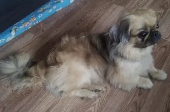 Собака Пекинес найдена в Улан-Удэ