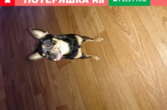 Пропала собака на ул. Кремлёвская 42, Йошкар-Ола, Россия