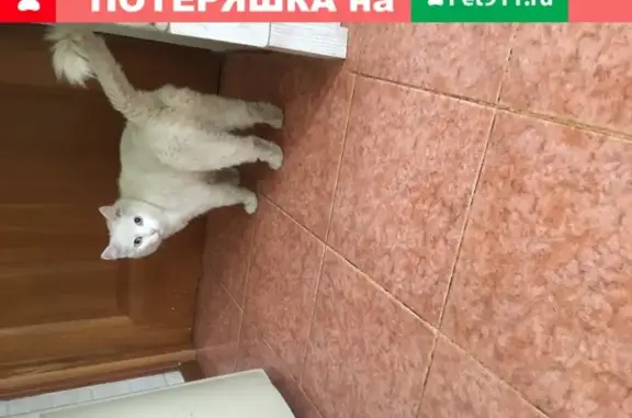 Найдена белая кошка в селе Беседы, МО.