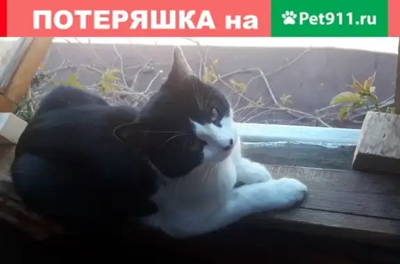 Кошки потеряшки, Москва, фото: Потеряшка кот Маркиз в СНТ Завидово, вознаграждение