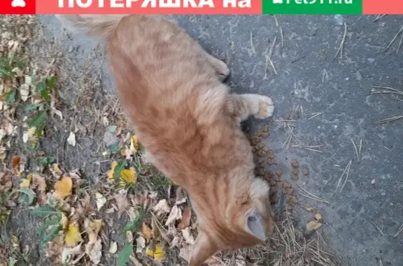 Найден котик в Ольгино, Балашиха