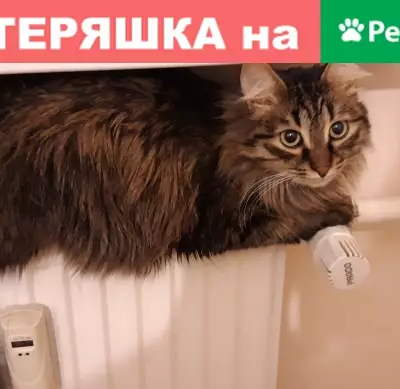 Кошки потеряшки, Ижевск, фото: Потеряшка кошка возле дома на ул. Ильфата Закирова, Ижевск