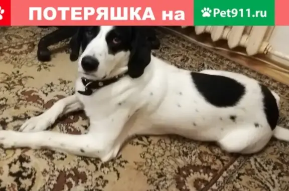 Пропала собака на ул. Гагарина 8, Сызрань, 30 кг, белый с чёрным крапом.