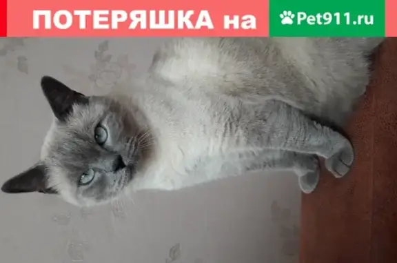 Пропала кошка в Комсомольском, Симферополь