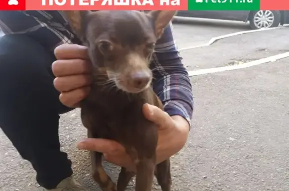 Собака найдена на трассе Тольятти-Самара