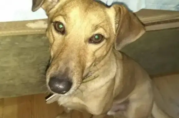 Пропала собака Боня в районе Плоски, Брест