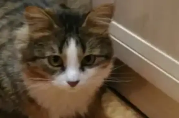 Кошки потеряшки, Москва, фото: Потеряшка кошка на Новой Риге, адрес: СНТ Румянцево-1, д. ПОКОЕВО-Савельево