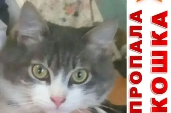 Кошки потеряшки, Красное-на-Волге, фото: Потеряшка котенок Бося в Красном на Волге