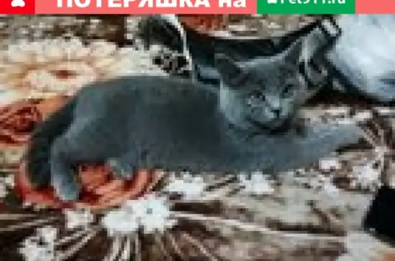 Пропала кошка в Казани, дымчато-серого окраса