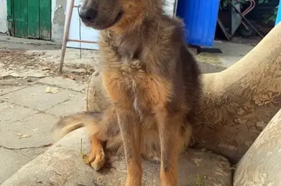 Найдена собака в районе Ольшанска, Белгород