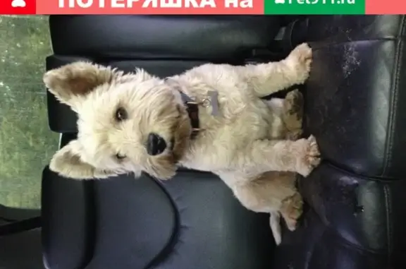 Найдена собака, Москва, фото: Собака найдена в Западном округе Москвы.