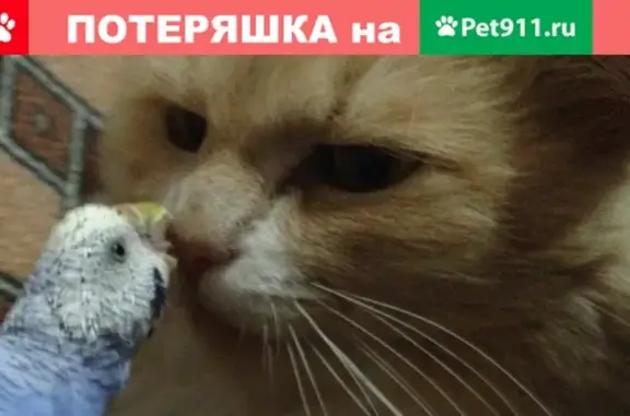 Пропала кошка Тимошка в Ярославле