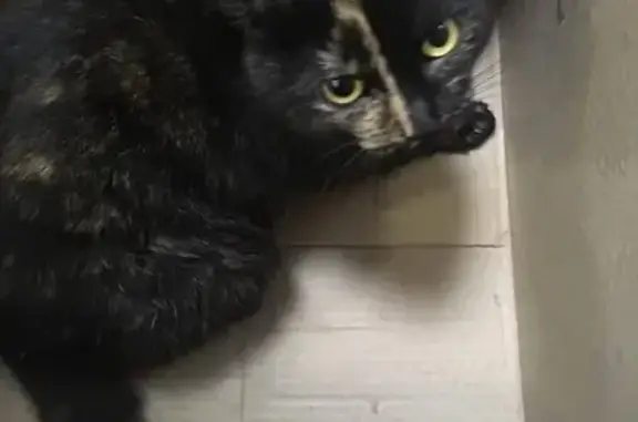 Найдена раненая кошка на Луначарского в СПб