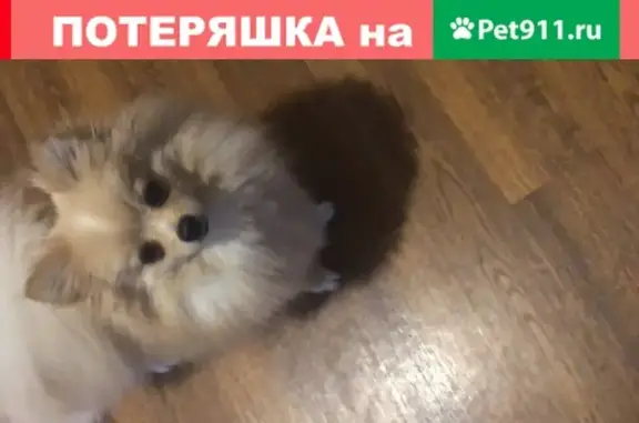 Собаки потеряшки, , фото: Потеряшка собака Шпиц в Тульской области.