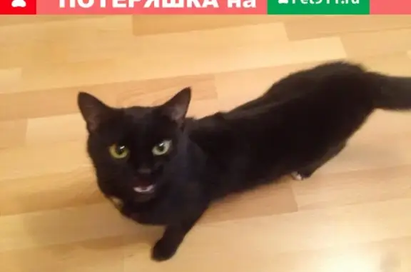 Найдена кошка в Заельцовском районе, ищутся хозяев