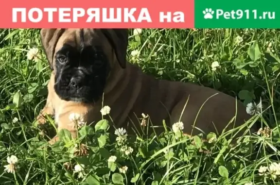 Собаки потеряшки, Кострома, фото: Потеряшка щенок немецкого боксёра в Заволжском районе Костромы