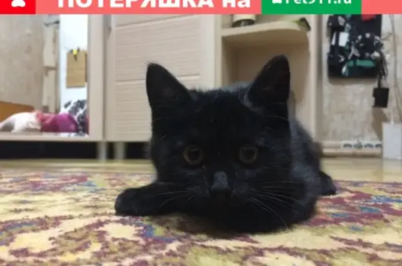 Пропала черная кошка на улице Комсомольской, Йошкар-Ола, д.43.