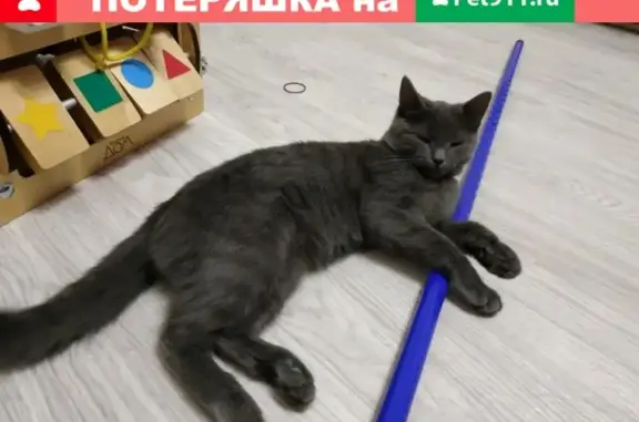 Найден котенок в Соминках, ищет хозяина или добрые руки (Тверь)