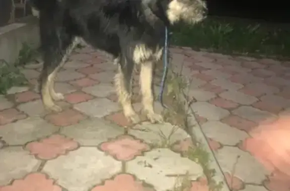 Собака найдена на остановке рыбаков в Екатеринбурге