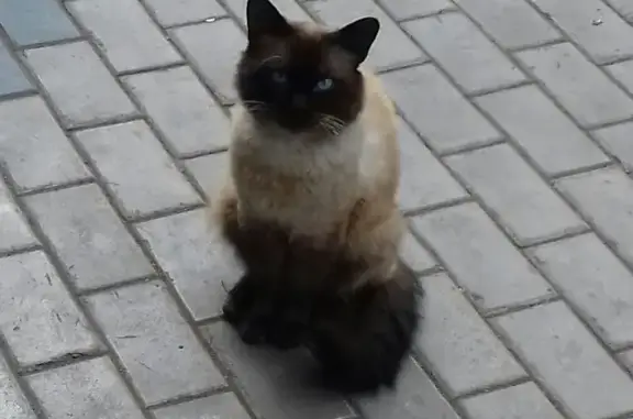 Найдена кошка сиамского фенотипа в Набережных Челнах