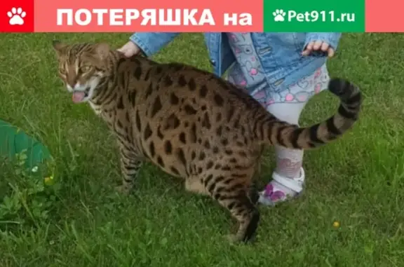Пропал бенгальский кот в Дмитровском районе