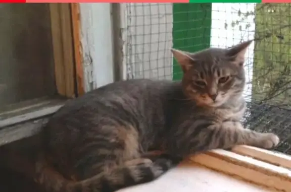 Кошки потеряшки, Москва, фото: Потеряшка кот Тиша по адресу Коровинское шоссе 25/30