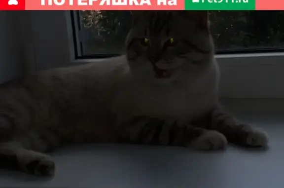 Крупная кошка похожая на британца найдена в Санкт-Петербурге