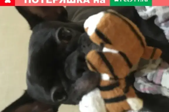 Пропала собака французский бульдог в Пензе