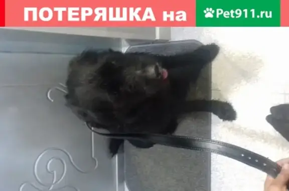 Собака в Сургуте: щенячий окрас, найдена!