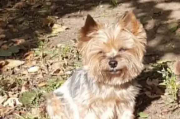 Собаки потеряшки, Москва, фото: Потеряшка собака в Москве, помогите найти!