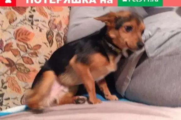 Собака найдена в центре Киржача