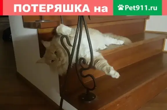 Пропала кошка Мэйнкун на Красноармейской 33 в Кирове