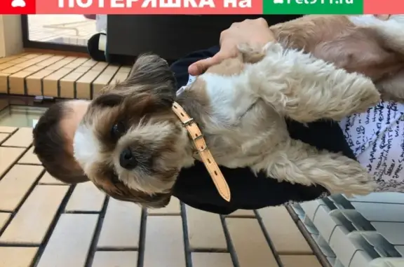 Найдена собака на Реактивной 66 в Екатеринбурге