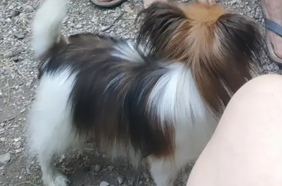 Собаки потеряшки, , фото: Потеряшка собака Люська в Крыму, 3 года, играет с мячиком и шишкой.