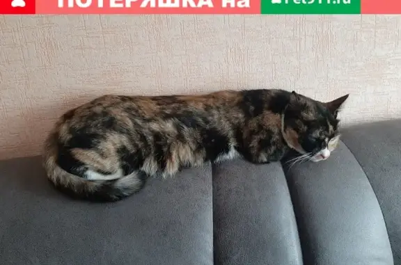 Найдена кошка в Томске