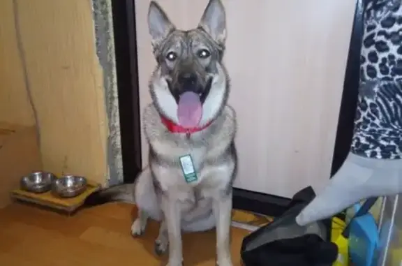 Найдена собака на Союзном проспекте в СПб