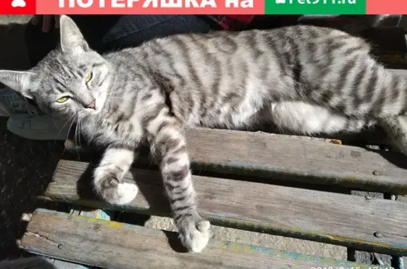 Найдена кошка около дома в Липецке