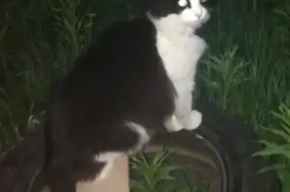 Собаки потеряшки, Москва, фото: Потеряшка кошка в деревне Яковлево, Новая Москва. Вознаграждение гарантировано