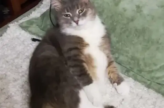 Объявления о пропавших и найденных животных, Москва, фото: Пропала кошка на улице Тихомирова